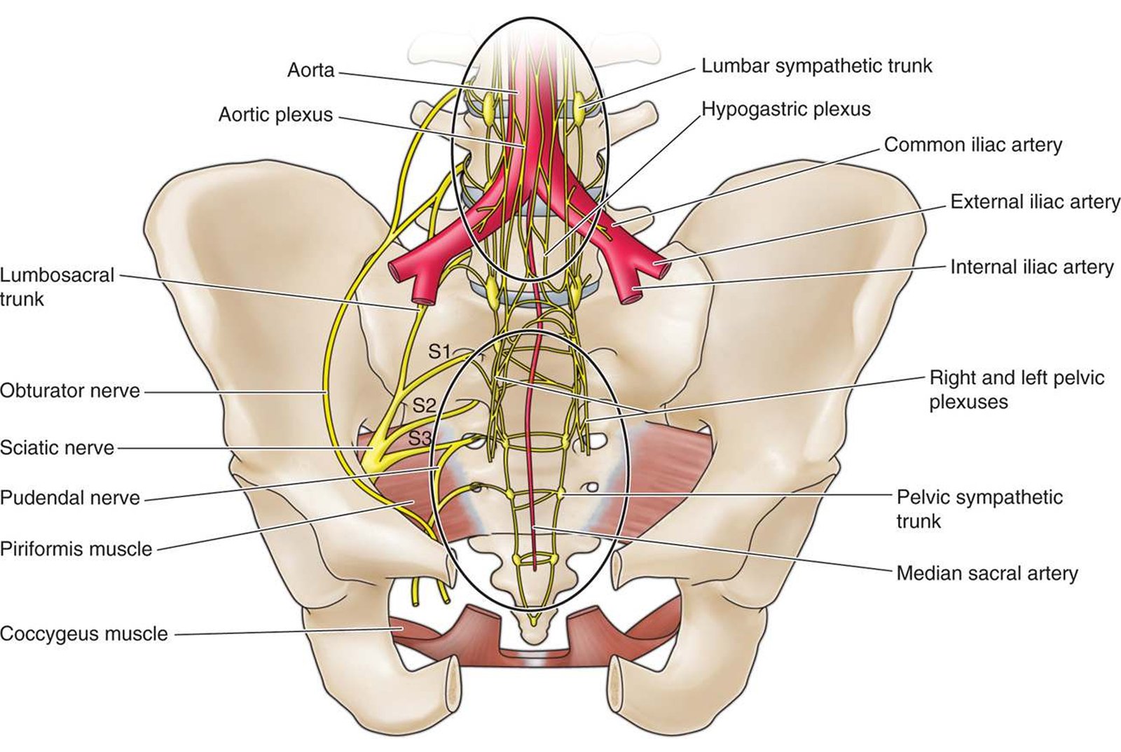 Inferior Hypogastric Plexus Block