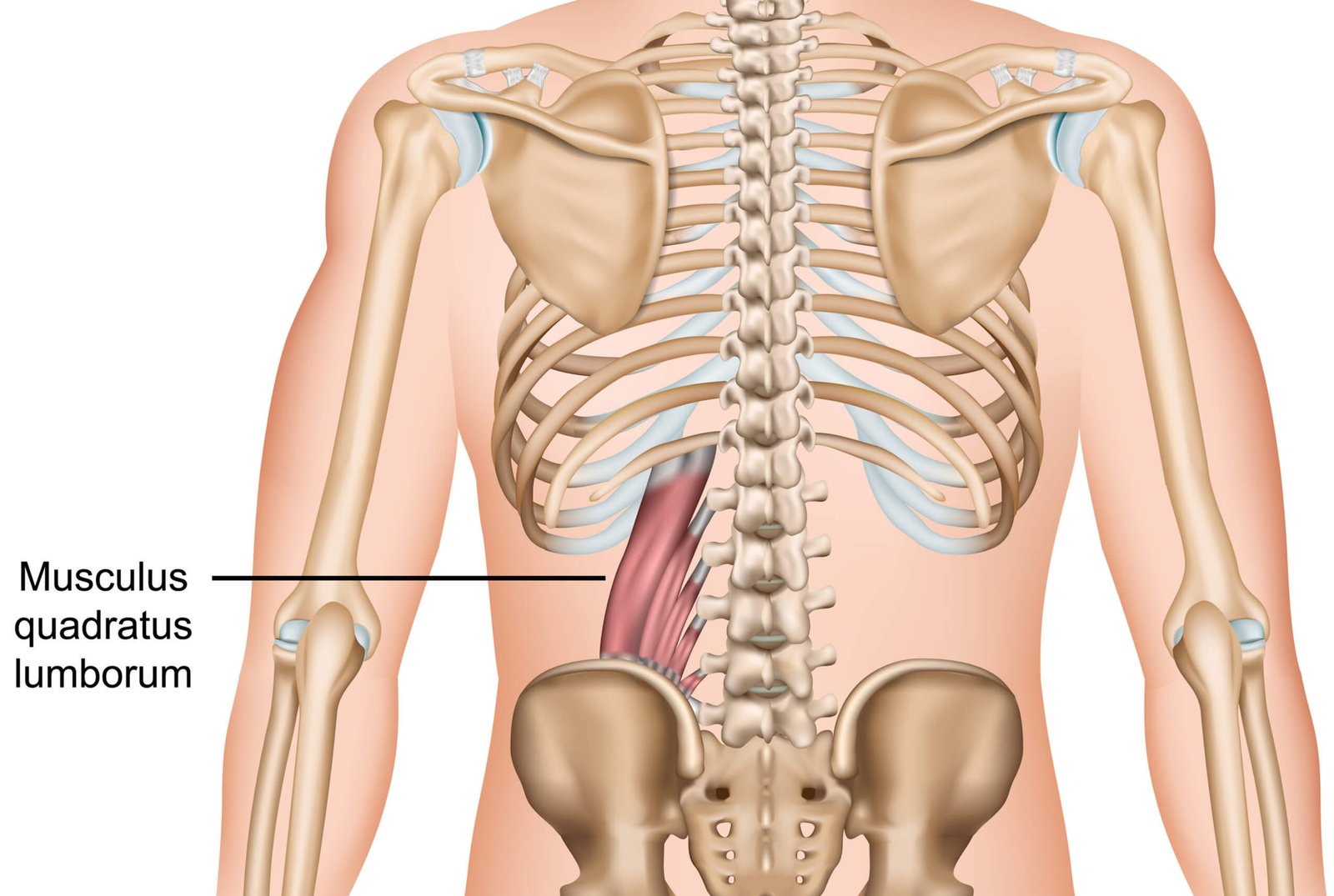 Quadratus Lumborum Block